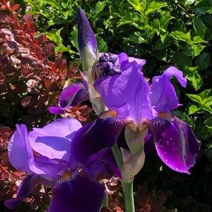 Meet your Posher, Gen X (@hipshrink)